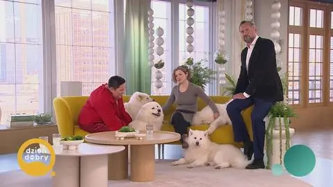 Jakimi psami są samojedy?