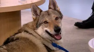 Wilczak czechosłowacki - pies z wilczą duszą