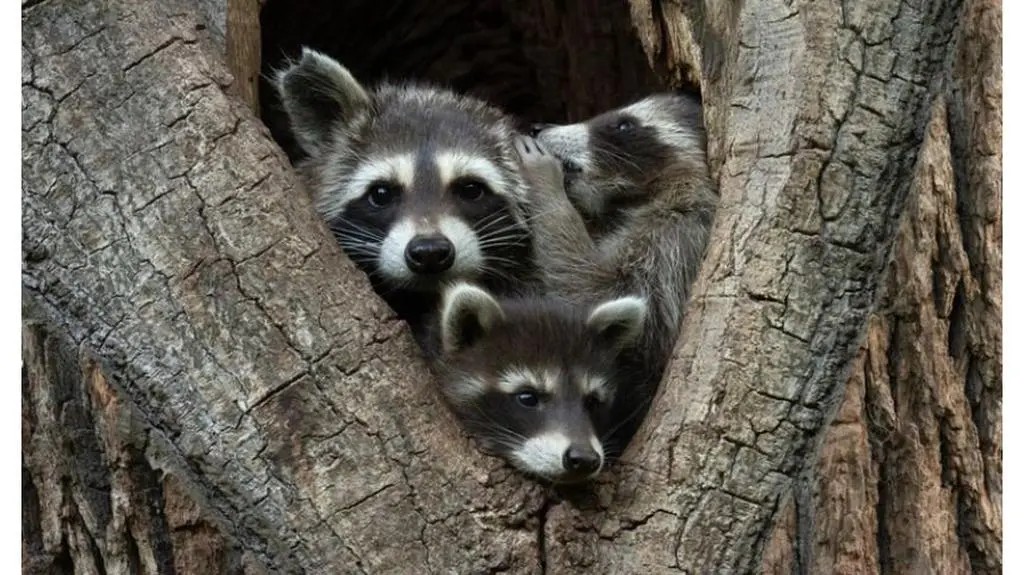 "I'll tell you a secret" fot. Jan Piecha