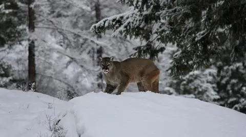 Będzin. Drapieżny kot na wolności