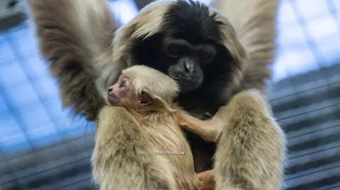 Poznajcie malutkiego gibona. Urodził się we wrocławskim zoo. "Matka się nim opiekuje, ojciec pomaga"