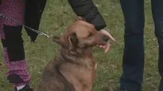 Myślisz o zaadoptowaniu psa? O tym powinieneś pamiętać. "To są istoty czujące"