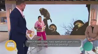 Czy świstak amerykański naprawdę wie, kiedy przyjdzie wiosna? - napisy
