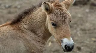 Warszawa. Koń Przewalskiego przyszedł na świat w zoo. Wybierz imię dla ...