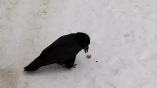Kruk Odyn zamieszkał z ludźmi. "Są momenty, gdy razem gotujemy, śmiejemy się" 