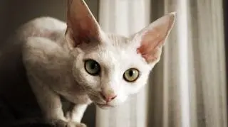 Kot rasy Devon Rex