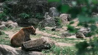Nielegalny niedźwiedź w Częstochowie trafia do poznańskiego zoo. Mężczyźnie grozi 5 lat więzienia