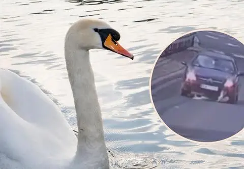Łabędź wpadł pod koła samochodu, a kierowca ani drgnął. "Postawa skandaliczna"