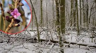 Leśnicy ostrzegli przed kwitnącą rośliną: "Nie dotykaj"