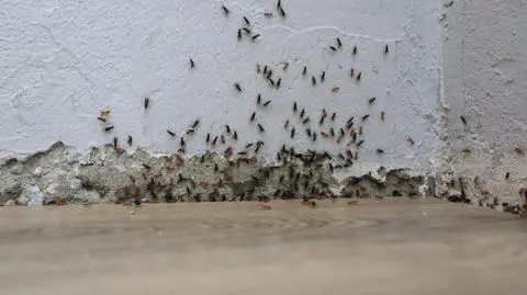 Plaga mrówek w polskich domach. Skąd się biorą?