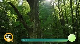 Trufle – skarb ukryty w polskiej ziemi - napisy