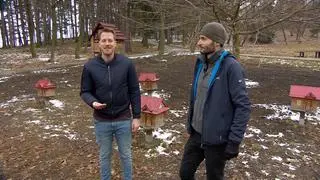 Czym zajmują się pszczoły murarki? 