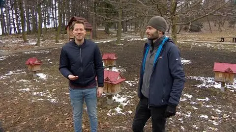 Czym zajmują się pszczoły murarki? 