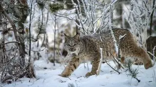 Ryś, żubr, lis, wilki i niedźwiedzie przy jednym stogu siana