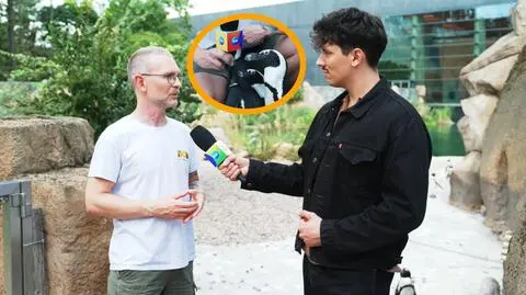 Pingwiny przylądkowe - jak im pomóc?