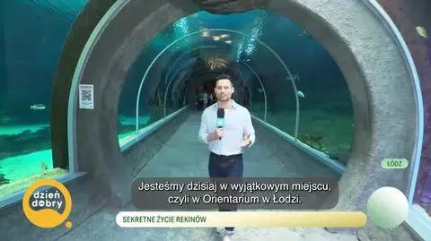 DD_20250618_Rekiny_live_napisy