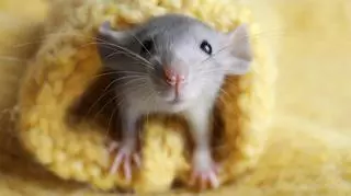 Jak wyposażyć klatkę dla myszy? Przedstawiamy niezbędne akcesoria