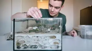 Domowa hodowla mrówek – jak zacząć, o czym musisz pamiętać i czego potrzebujesz?