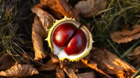Jakie właściwości mają kasztany? 