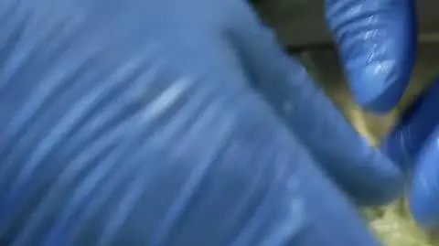 DD_20250529_Pizza_rep_napisy