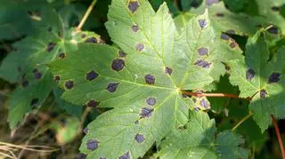 Plamistość liści – atakowane gatunki, objawy. Jak zwalczyć chorobę? 