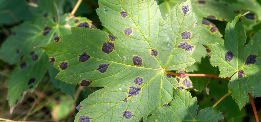 Plamistość liści – atakowane gatunki, objawy. Jak zwalczyć chorobę? 