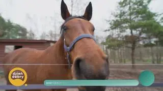 Mały gekon trafił do Polski w paczce rukoli 