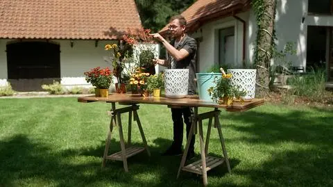 Kwiaty kochające letnie słońce 