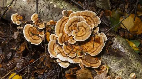 Jakie właściwości ma huba brzozowa? Czy działa na raka?