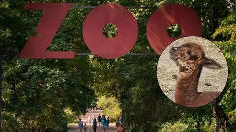 Narodziny w warszawskim ZOO