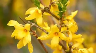 Forsycja