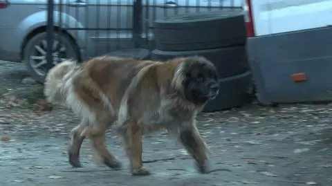 Ogromne psy rzuciły się w pogoń za 14-latkiem. Ten skoczył do potoku. "To nie jest agresywna rasa"