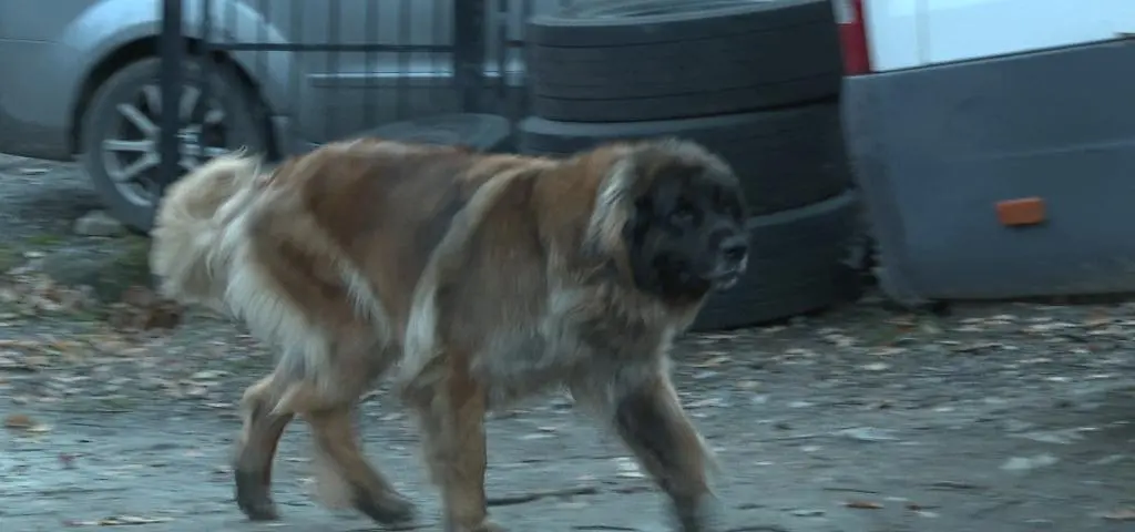 Ogromne psy rzuciły się w pogoń za 14-latkiem. Ten skoczył do potoku. "To nie jest agresywna rasa"