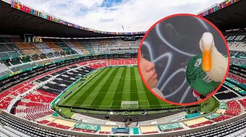 Kaczor Merlin podbił serca kibiców Mundialu