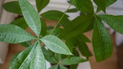 Pachira wodna w domu. Dlaczego uchodzi za roślinę szczęścia i jak o nią dbać?