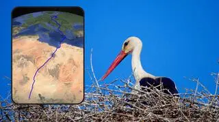 Z Kutna do Nigerii. Niezwykła podróż polskiego bociana czarnego