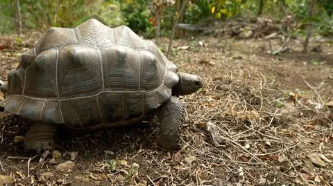 Co warto zobaczyć na Mauritiusie? 