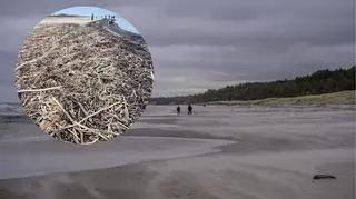 Niesamowite odkrycie na polskiej plaży. "Ile tu skarbów"