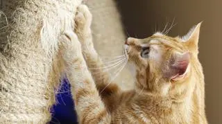 Manicure, komunikacja i gimnastyka. Na co kotu drapak? Tajemnice łapek i pazurków