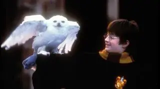 Serial "Harry Potter" - Co o nim wiemy?