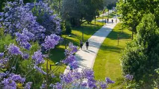 Park wiosną, kwitnące bzy w pierwszym planie