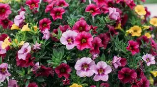 Maja Popielarska pokazała, jakie kwiaty sprawdzą się najlepiej w ogrodzie. "Jestem zachwycona"