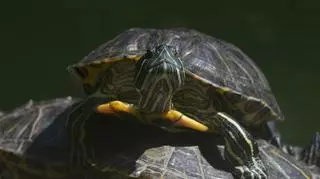 Żółw wodno-lądowy chiński – wymagania, opieka, żywienie i hodowla