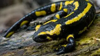 Widziałeś to zwierzę w lesie? Lepiej uważaj, bo spotkanie może skończyć się groźnie