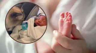 Kot przywitał się z noworodkiem. Jego reakcja stała się hitem TikToka