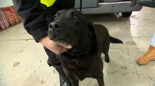 Labradorka z cennym nosem. Przechwyciła narkotyki warte miliony złotych