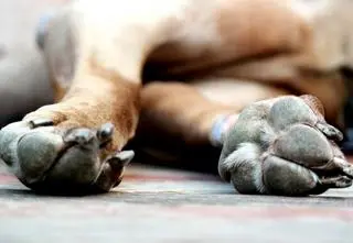 Psia fryzjerka pokazała, czym mogą skończyć się spacery w upały. "Łapy płoną"