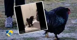 Ukrainka uratowała swojego koguta