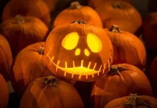 Co zrobić z dyniami po Halloween? Dawanie ich zwierzętom to nienajlepszy pomysł 
