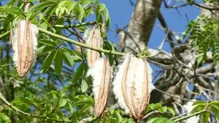 Puder matujący o długotrwałym działaniu